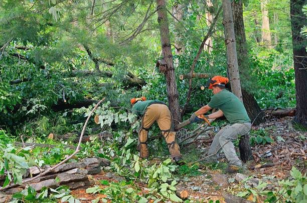 Large Tree Removal in Inverness Highlands North, FL